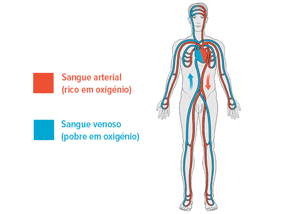 Circulação sanguínea no corpo humano Circulação sanguínea no corpo humano