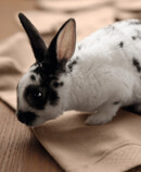 3. Lifestyle image Juzo Intenso A bunny sits on the Juzo Intenso stockings